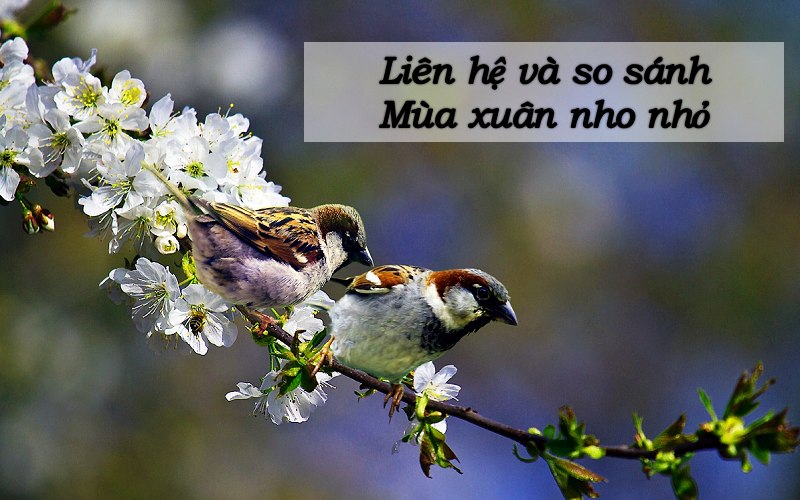 So sánh và liên hệ tác phẩm "Mùa xuân nho nhỏ"