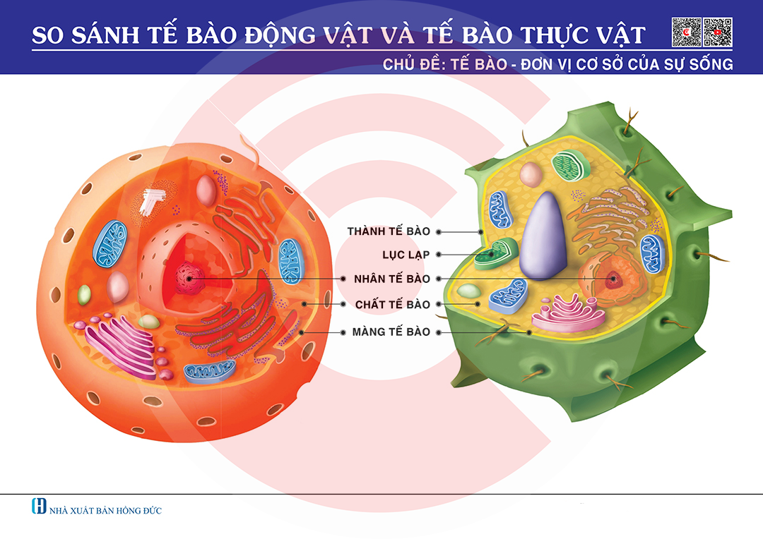 So sánh tế bào thực vật và động vật
