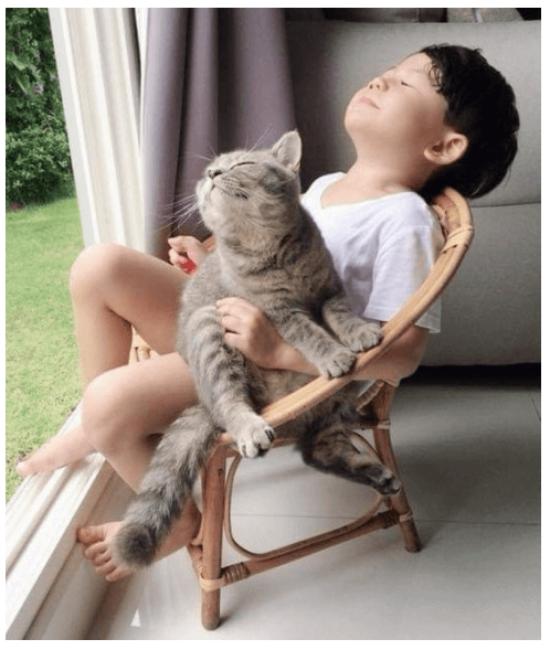 Một Con Mèo Nằm Ngủ Trên Ngực Tôi