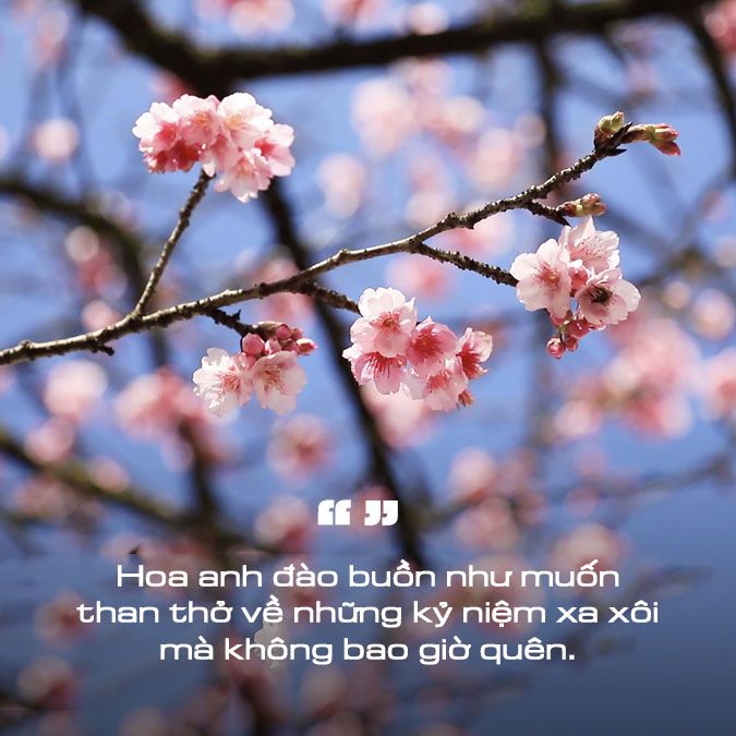 Status Hoa Đào Hài Hước: Cười Ngất Ngây Với Những Câu Chú Đắc Ý