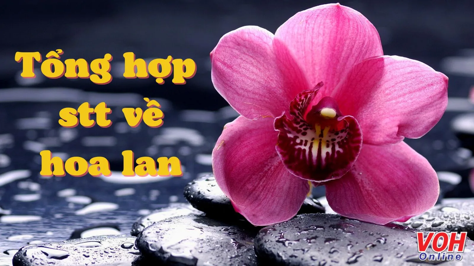 Hoa Lan: Vẻ đẹp quyến rũ và bí ẩn của loài hoa vương giả