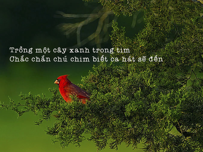 STT Cây Xanh: Những Câu Nói Hay Về Thiên Nhiên