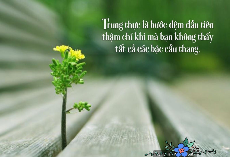 Những Status Chân Thành Về Cuộc Sống: Lời Tâm Sự Từ Trái Tim
