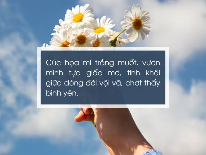 STT Cúc Họa Mi: Tuyển Tập Những Câu Nói Hay Về Loài Hoa Nhỏ Xinh Gallery 2