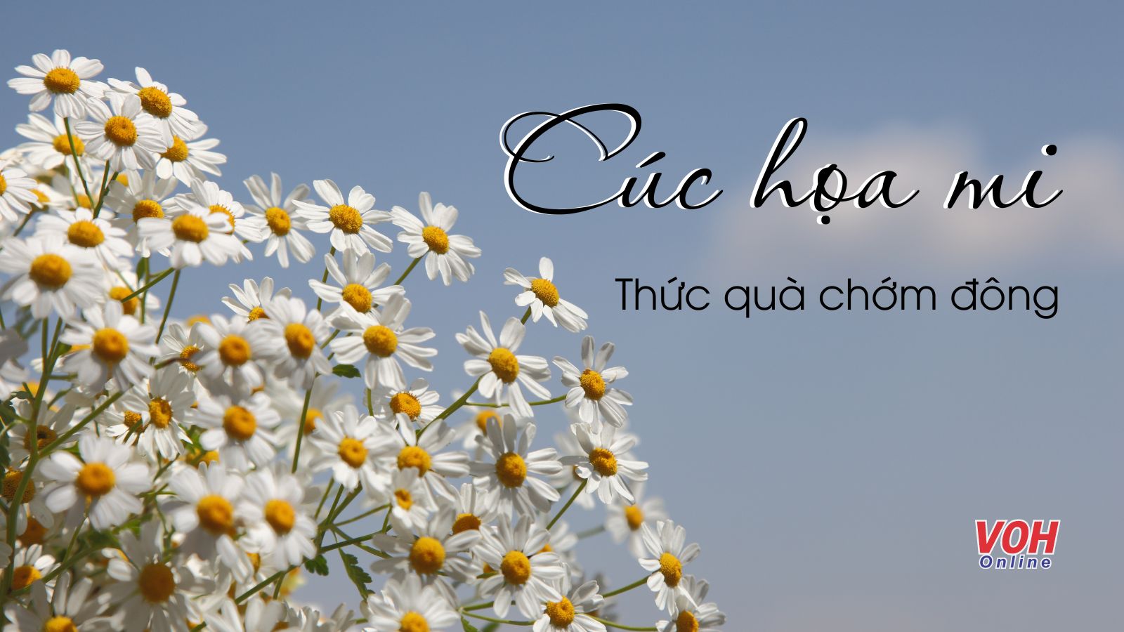 STT Cúc Họa Mi: Tuyển Tập Những Câu Nói Hay Về Loài Hoa Nhỏ Xinh Gallery 1