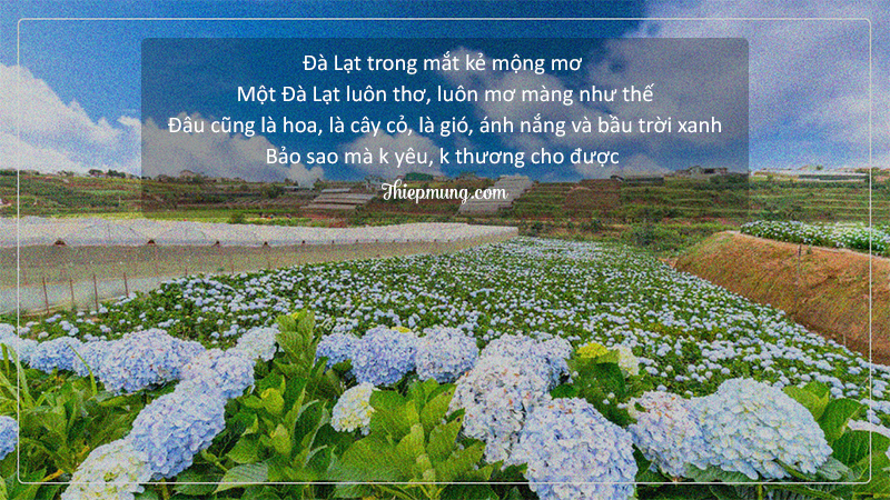 STT Đà Lạt Thả Thính - Gây Mê Liệt Bằng Những Câu Nói Hay Về Thành Phố Sương Mù Gallery 2