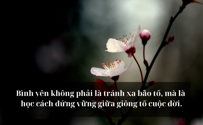 STT Đểu Về Cuộc Đời: Những Câu Nói Châm Biếm Hay Nhất Về Cuộc Sống Gallery 1