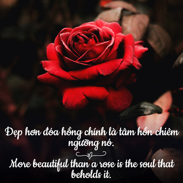 STT Hay Về Hoa Hồng: Lời Thơ, Câu Nói Hay Về Loài Hoa Quyến Rũ
