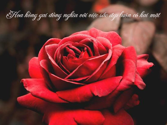 STT Hoa Hồng: Tuyển Tập Những Câu Nói Hay Về Hoa Hồng Gallery 2