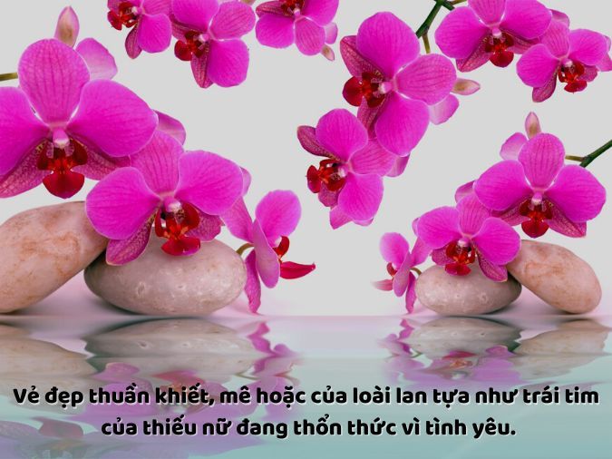 STT Hoa Lan: Những Câu Nói Hay Về Loài Hoa Quyến Rũ Gallery 1