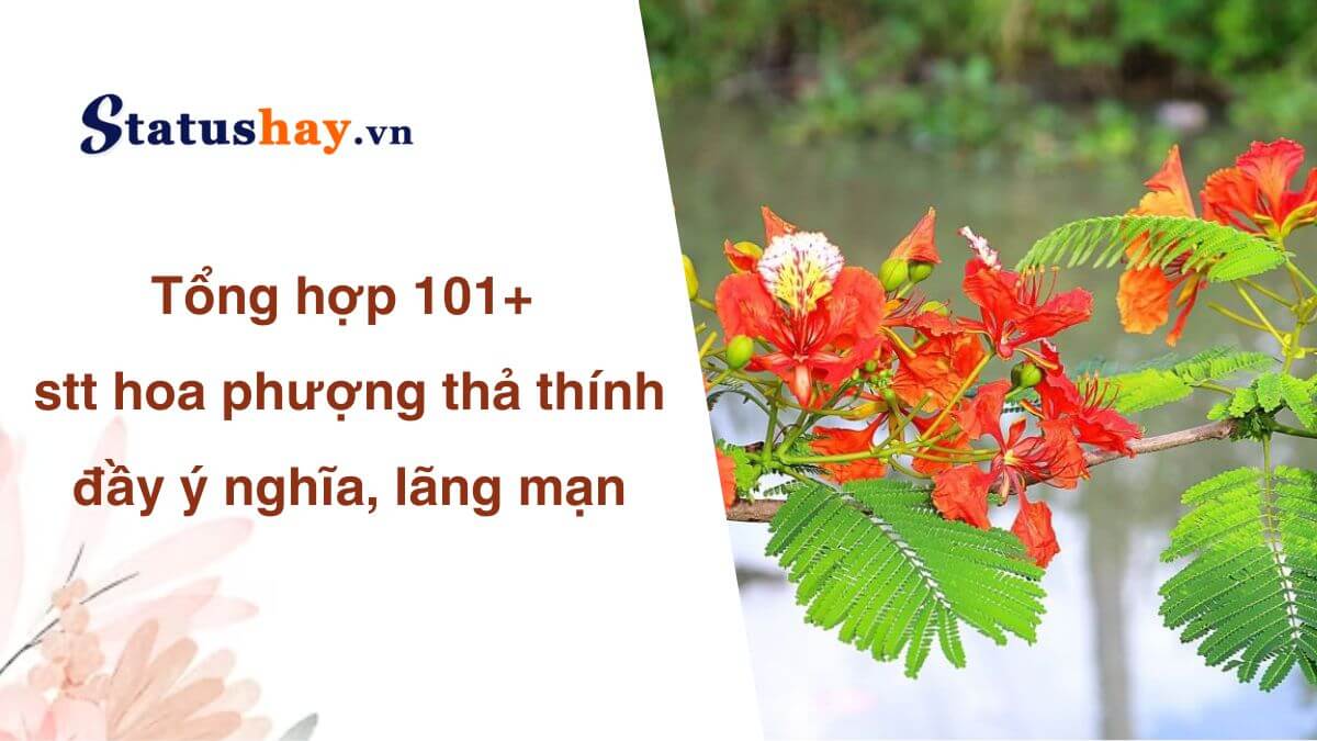 STT Hoa Phượng Thả Thính: Những Câu Nói Hay Nhất Về Mùa Phượng Vỹ