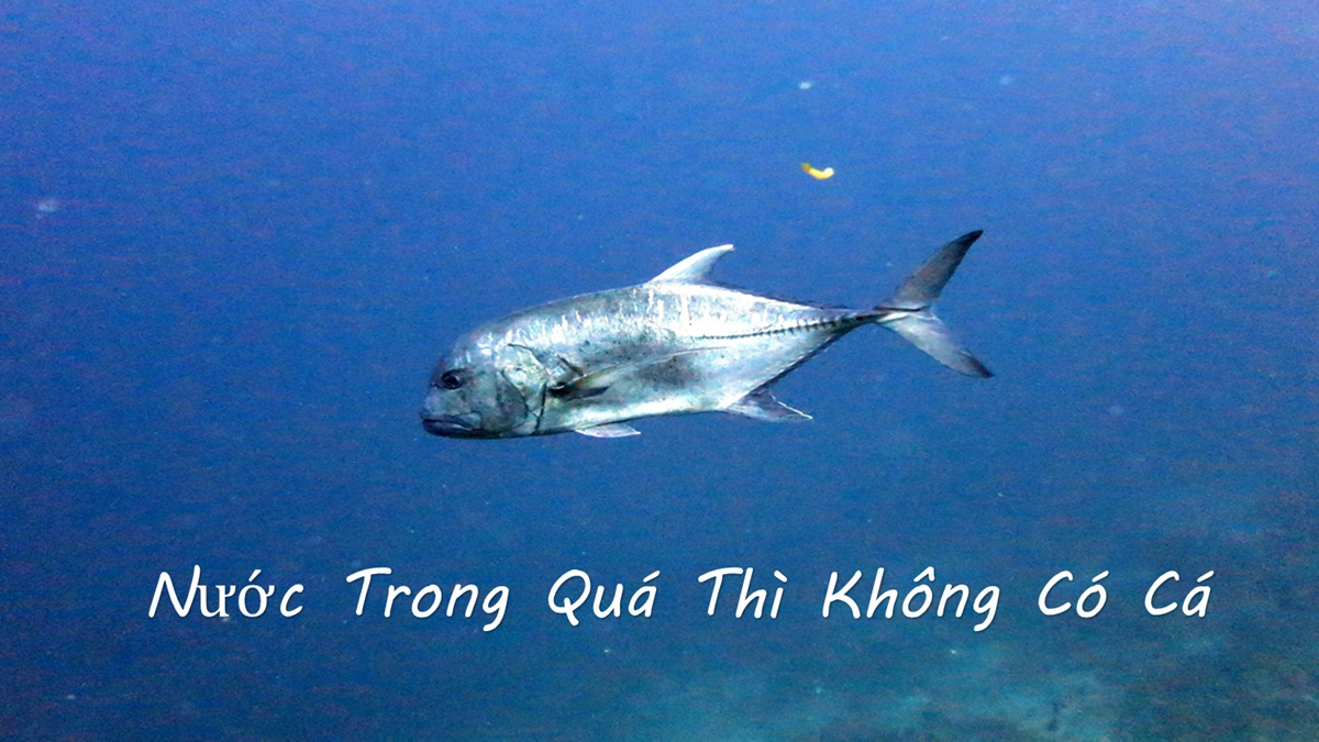 STT Nước Trong Quá Thì Không Có Cá
