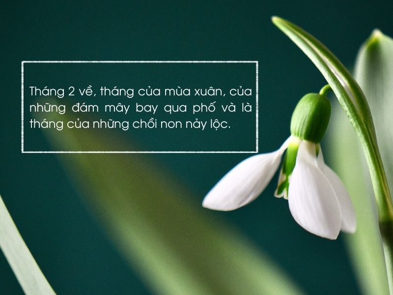STT Tháng 2 Hay và Ý Nghĩa: Tuyển Tập Những Câu Nói Hay Nhất Gallery 1