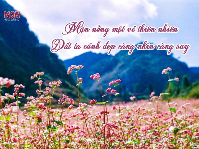 STT về Thiên Nhiên và Tình Yêu: Lời Thơ Vút Cánh Từ Tâm Hồn