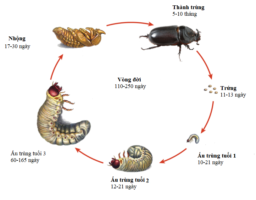 Sâu bọ sống nhờ trong tổ kiến Gallery 2