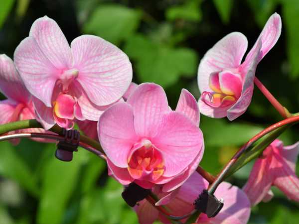 Tả Hoa Lan Gallery 2