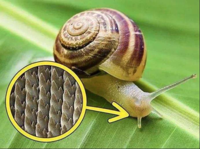 Con Ốc Sên Có Bao Nhiêu Cái Răng? Gallery 2