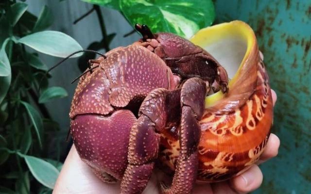 Tại Sao Gọi Là Ốc Mượn Hồn? Gallery 2