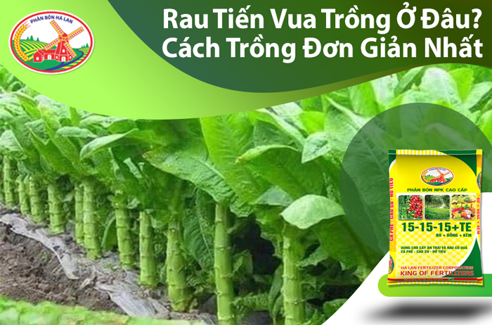 Rau Tiến Vua Xuất Xứ Ở Đâu? Gallery 2