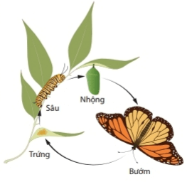 Con bướm xinh con bướm xinh con bướm đa tình Gallery 2