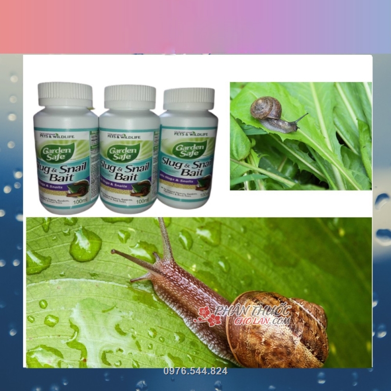 Cách Đuổi Ốc Sên Hiệu Quả Gallery 2