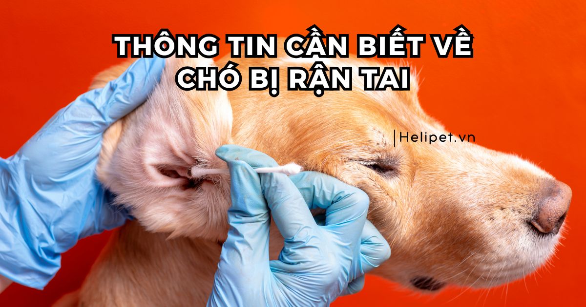 Cách Trị Ve Chó Trong Lỗ Tai Chó Gallery 2