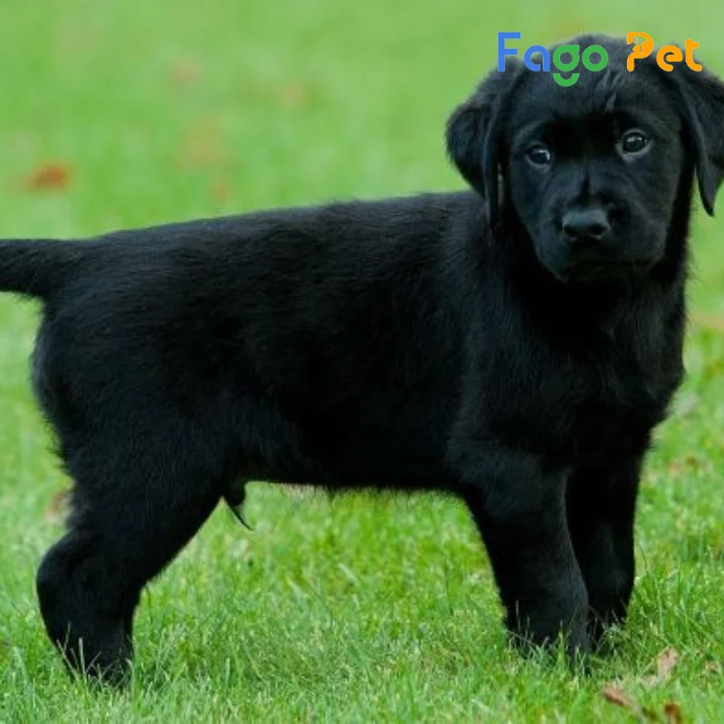 Chó Golden Retriever Màu Đen: Sự Thật Về Loài Chó Hiếm Gặp Gallery 2