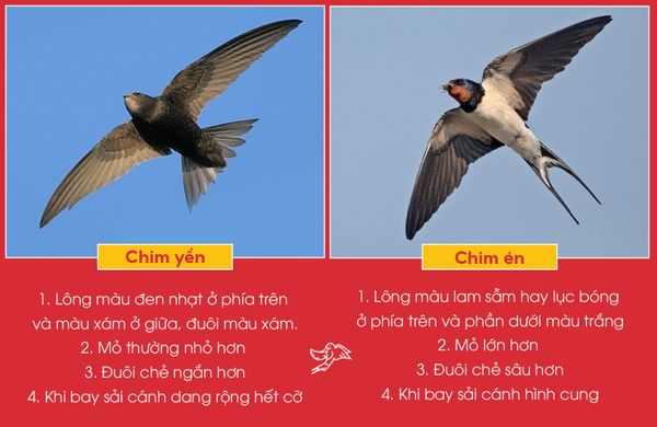 Chim én đi suốt mùa đông? Gallery 2