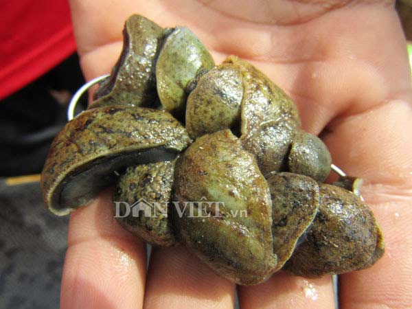 Con bà chằn ăn được không? Gallery 2
