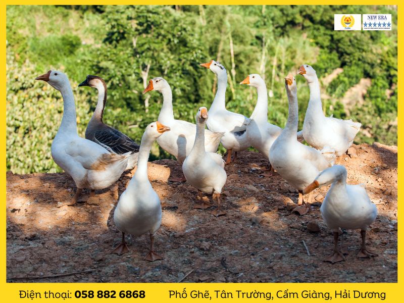 Con Ngan và Con Ngỗng: Sự Khác Biệt và Điểm Giống Nhau Gallery 1