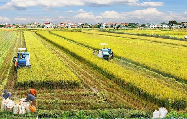 1 Công Ruộng Bằng Bao Nhiêu Mét Vuông? Gallery 1