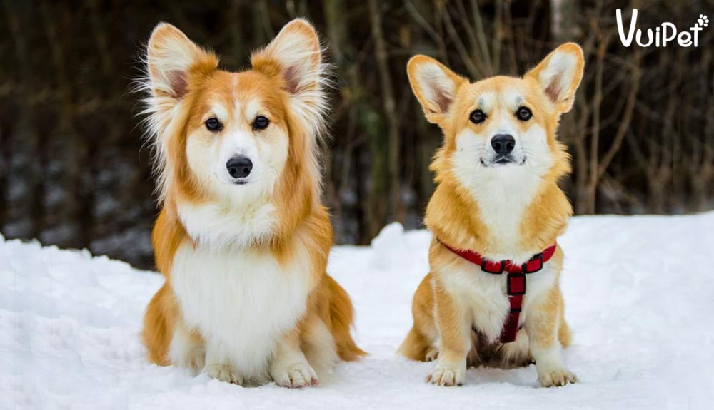 Corgi lông dài và lông ngắn: Sự khác biệt là gì? Gallery 1