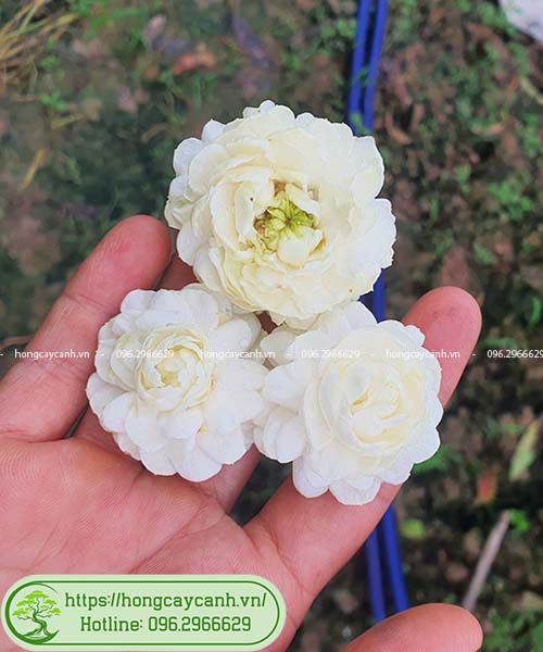 Hoa Hồng và Hoa Nhài: Sự khác biệt và điểm tương đồng Gallery 1