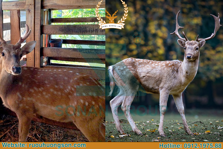 Hươu và Nai: Sự Khác Biệt và Điểm Chung Gallery 1