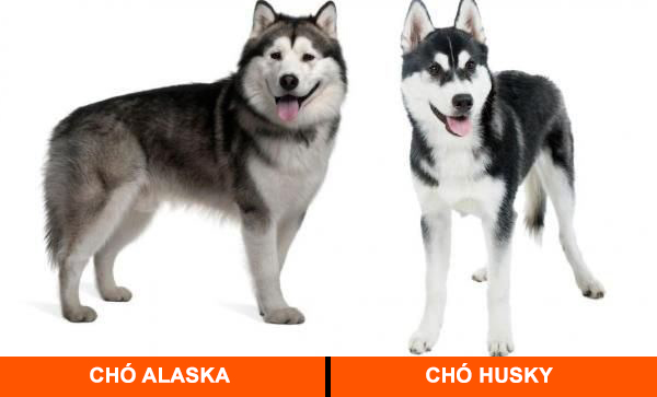 Husky và Alaska: Sự khác biệt và điểm giống nhau Gallery 1