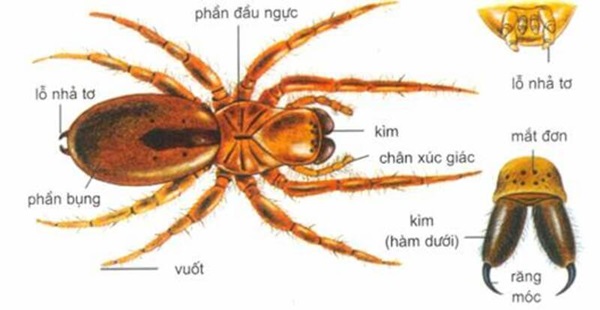 Nhện có phải là côn trùng không? Gallery 1