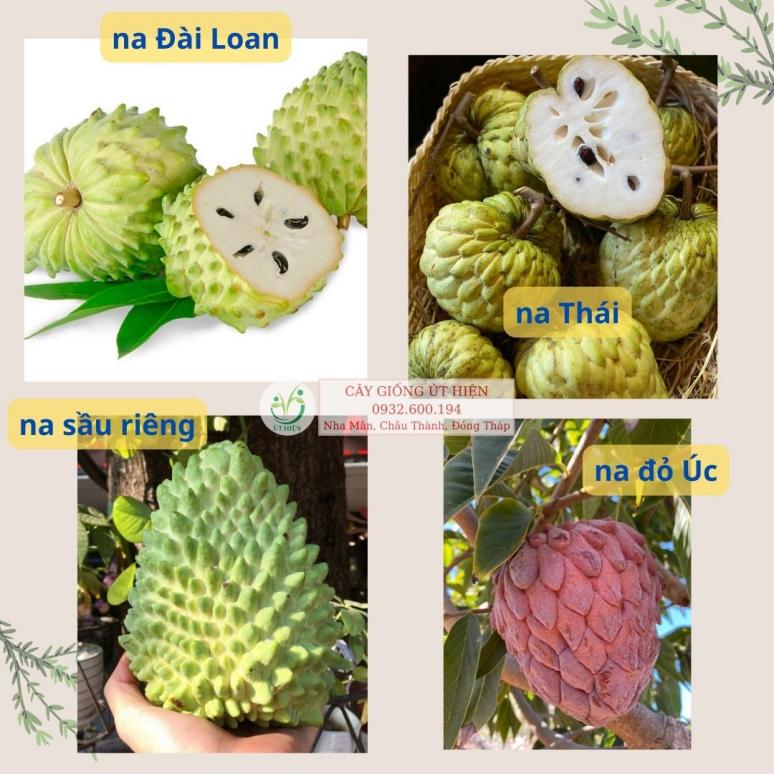 Quả Na và Mãng Cầu có giống nhau không? Gallery 1