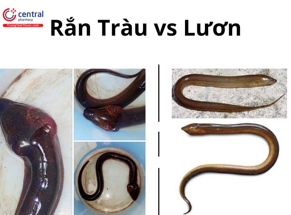 Rắn Giả Lươn Gallery 2