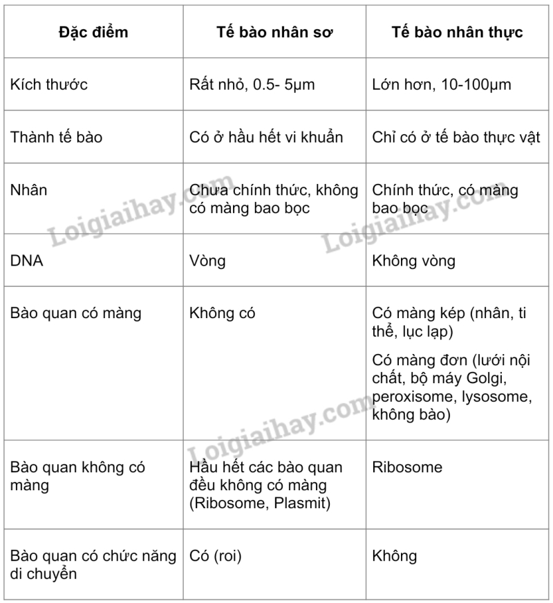 Tế bào nhân chuẩn không có ở đâu? Gallery 1