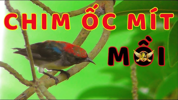 Tiếng Chim Ốc Mít Mồi Gallery 2