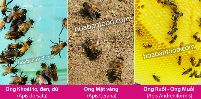 Tổ Ong Bò Là Gì? Gallery 2