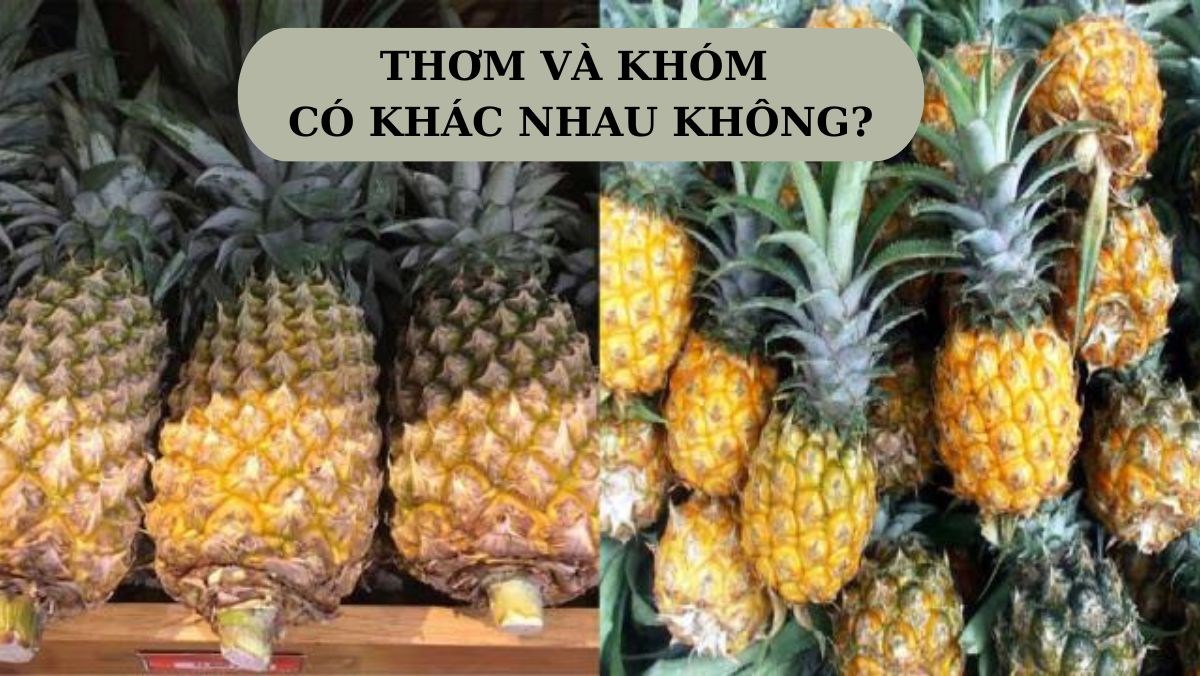 Khám Phá Sự Khác Biệt Giữa Trái Khóm Và Trái Thơm Gallery 1