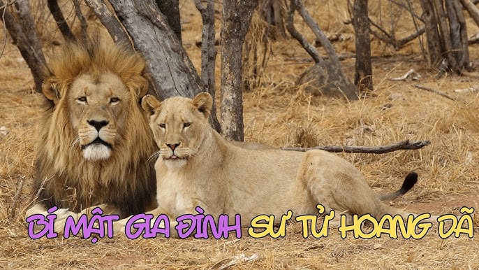Sư tử cái và sư tử đực: Sự khác biệt về vai trò, hành vi và sinh sản Gallery 1