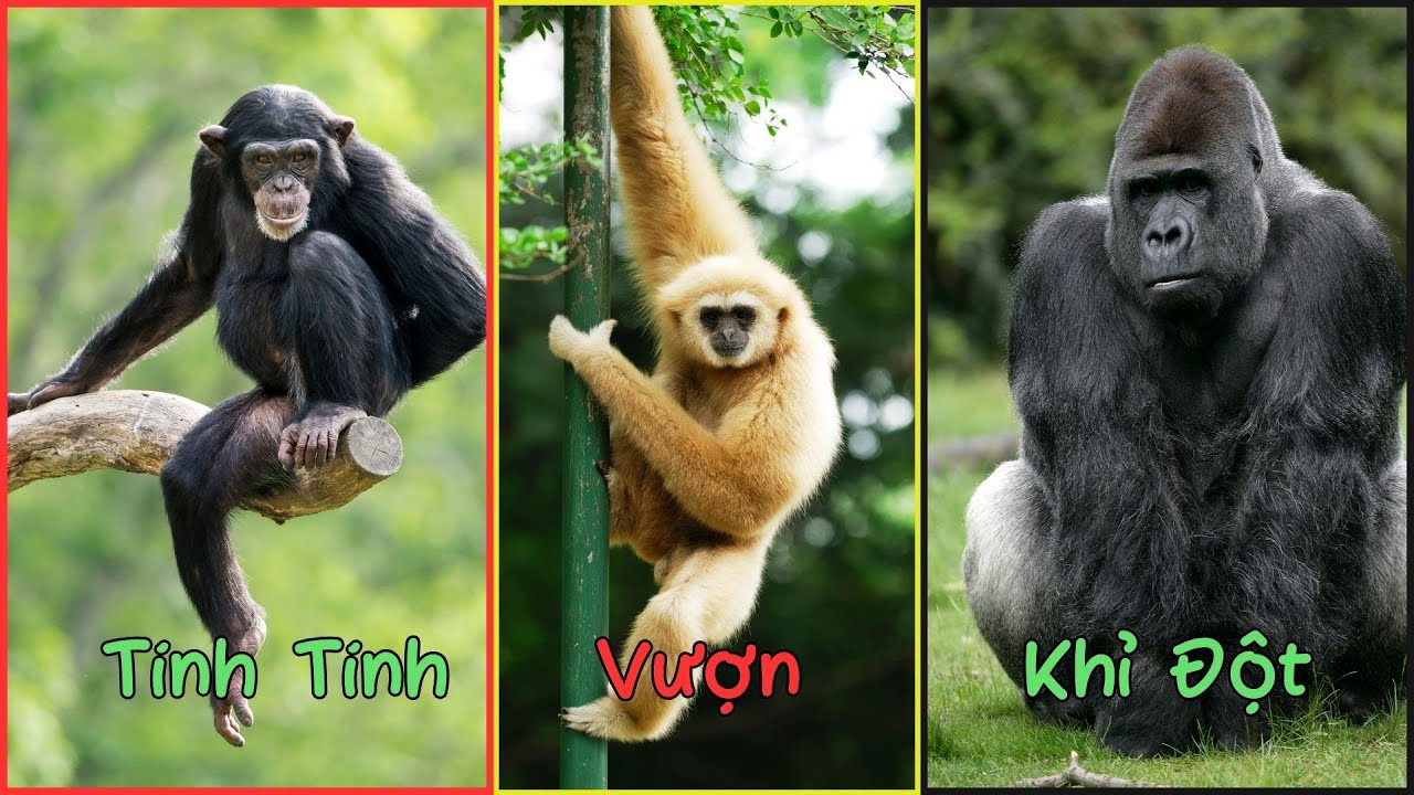 Con Voi Con Khỉ: Sự Khác Biệt Về Kích Thước, Môi Trường Sống và Hành Vi Gallery 1
