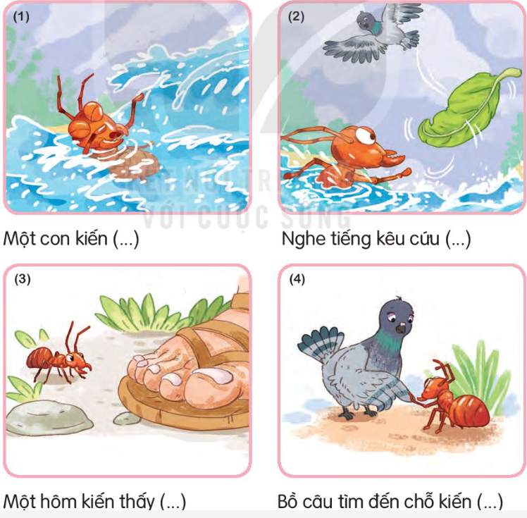 Kiến và Bồ Câu: Sự Khác Biệt Về Tập Tính và Môi Trường Sống Gallery 1