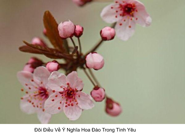 Hoa Anh Đào Có Ý Nghĩa Gì Trong Tình Yêu? Gallery 2