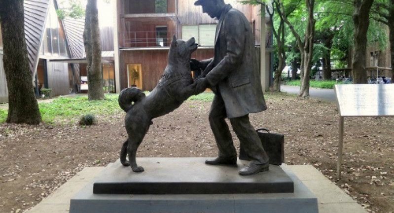 Hachiko - Chú Chó Trung Thành Của Nhật Bản Gallery 2