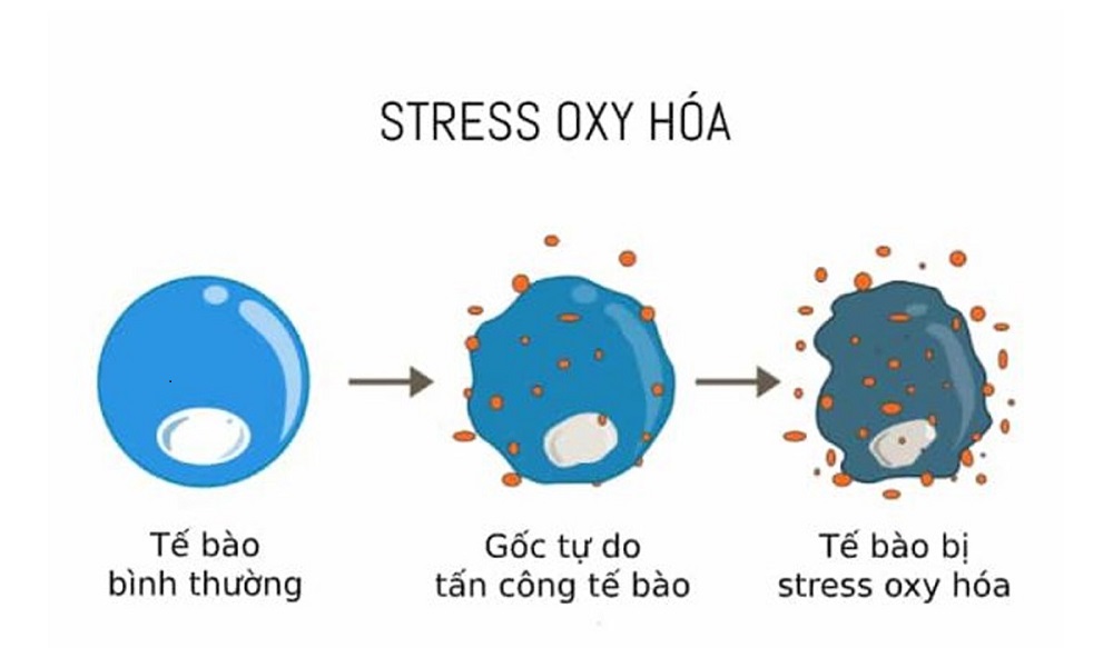 Sự oxi hóa chậm là gì? Gallery 2