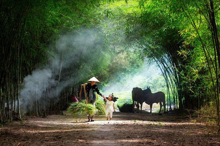 Sau Lũy Tre Làng Gallery 2