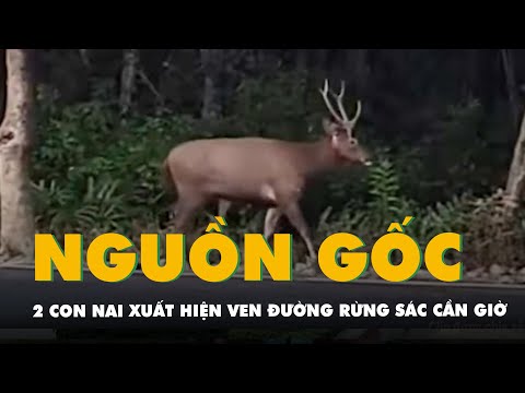 Em bắt con nai con nai nó nhảy